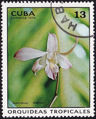  1973  .  Dendrobium hybr..  0,60 .